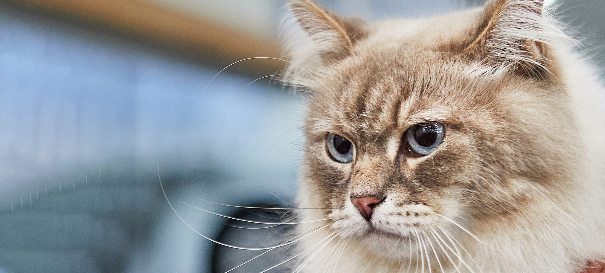 Understanding Bartonella: A Patient Guide