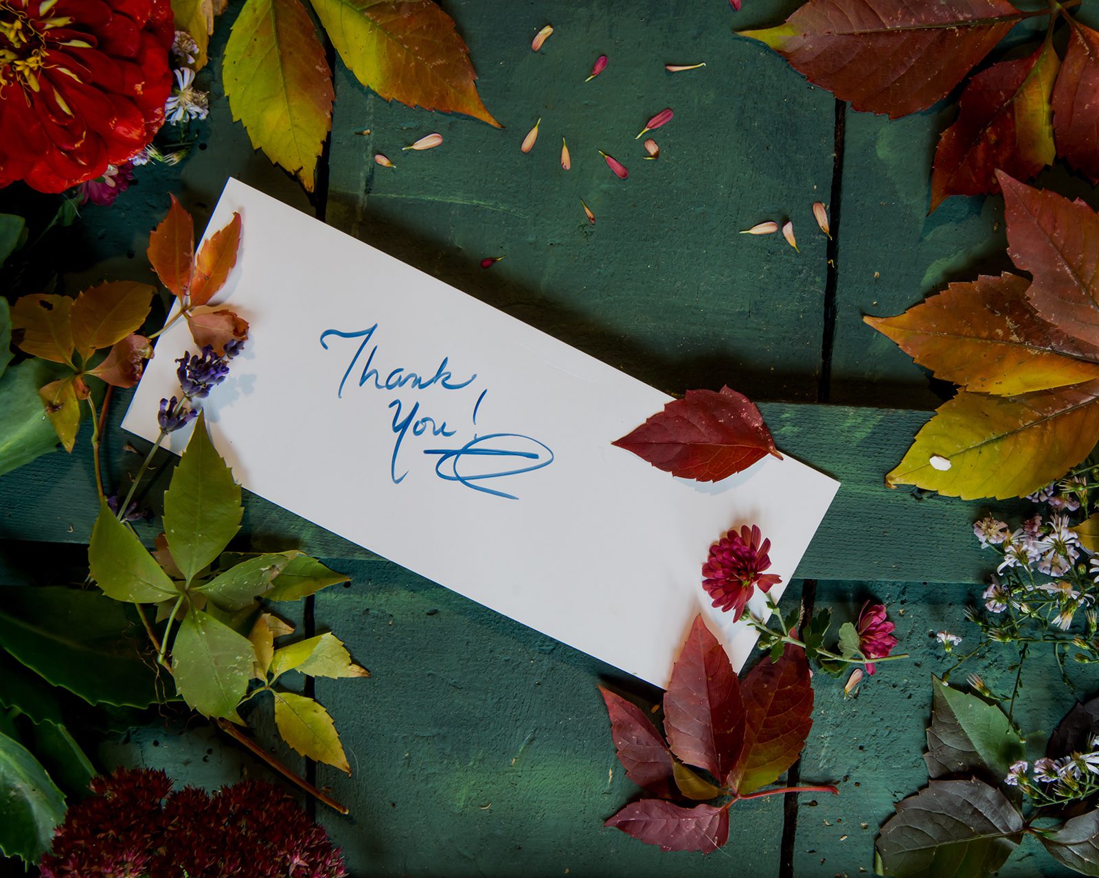 Season of Gratitude: The Role of the Lungs and Large Intestine in Letting Go