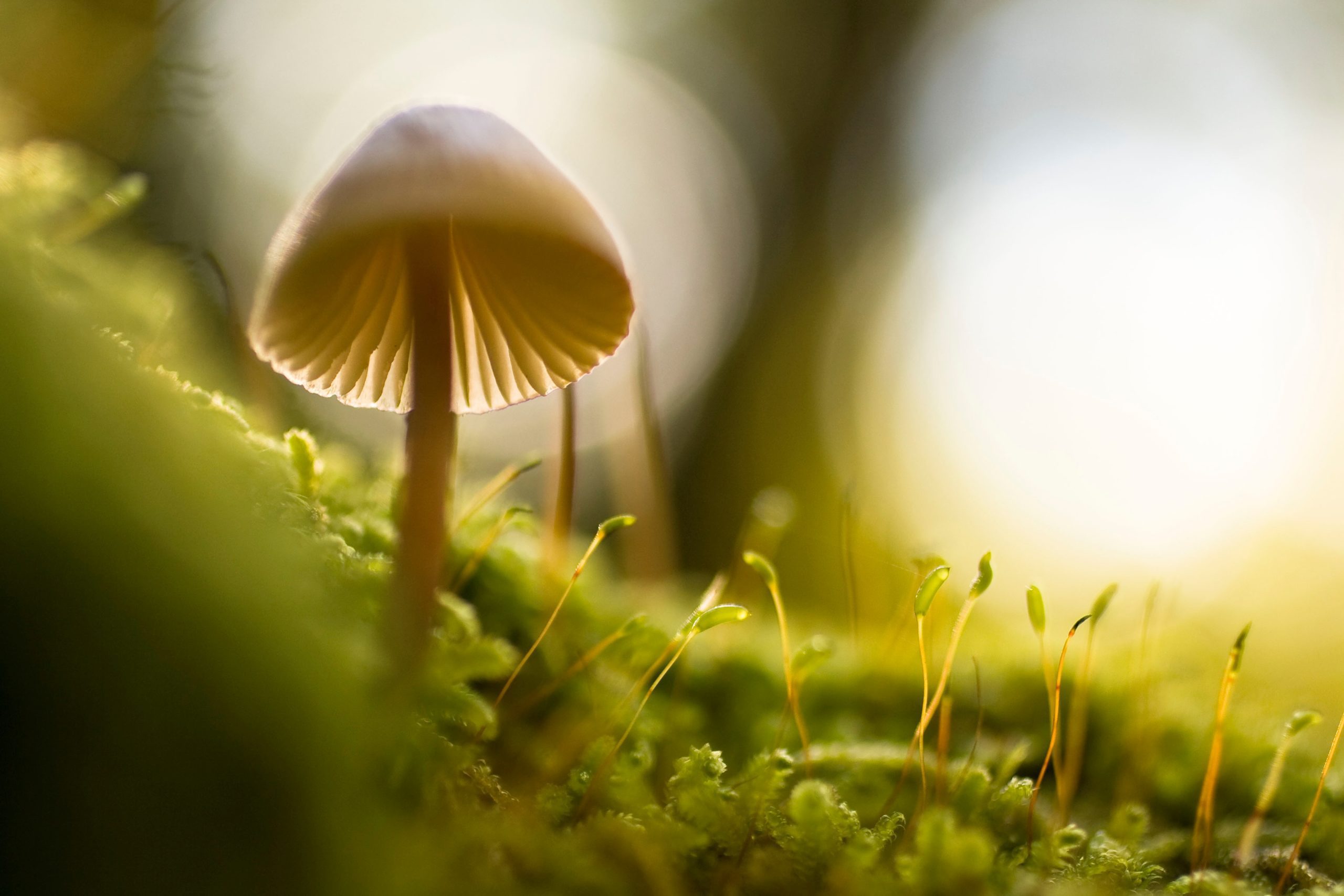 All About Medicinal Mushrooms… Free 2020 Mushroom Calendar All About Medicinal Mushrooms… Free 2020 Mushroom Calendar