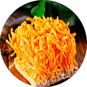 All About Medicinal Mushrooms… Free 2020 Mushroom Calendar