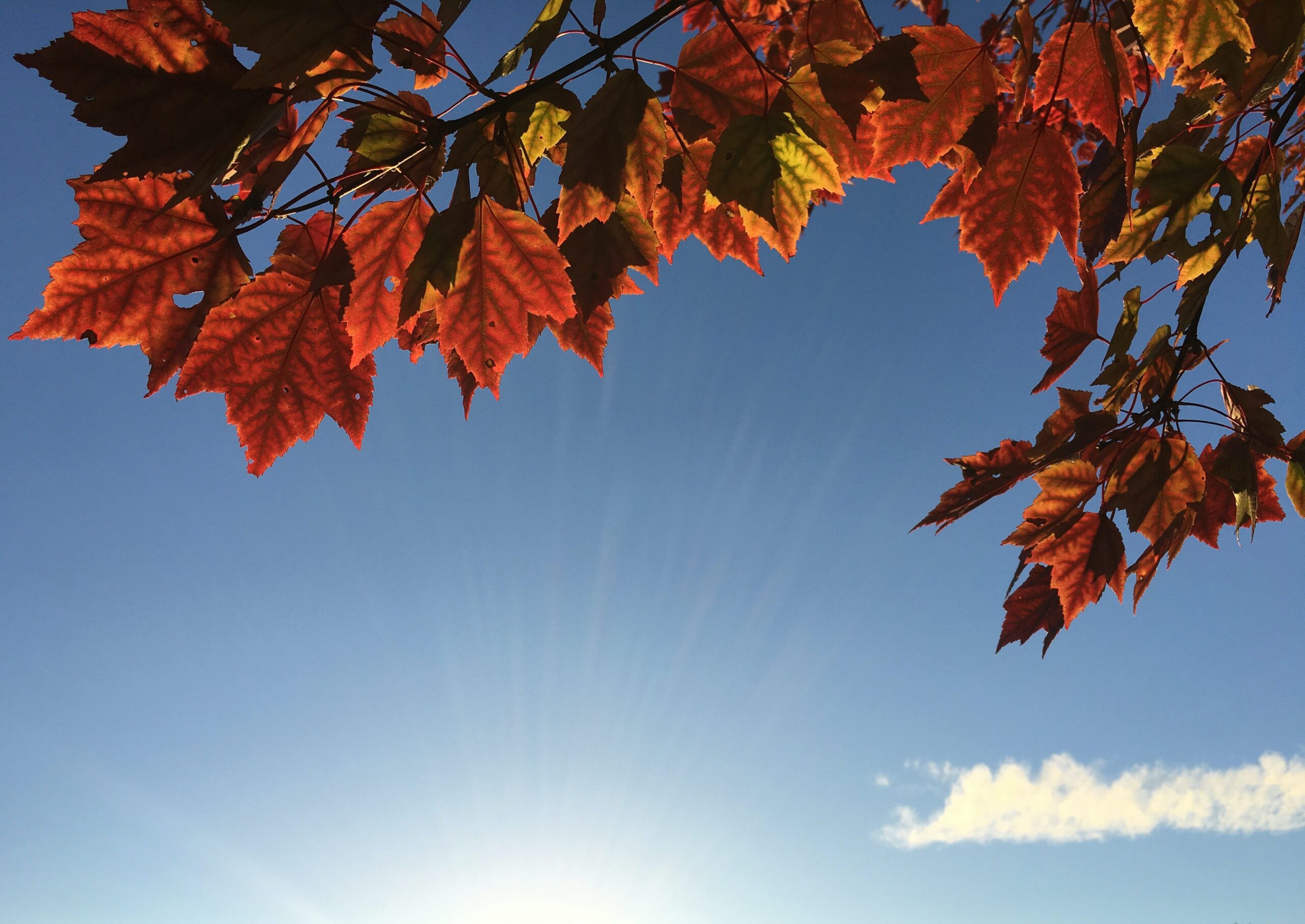 autumn sky with orange leaves