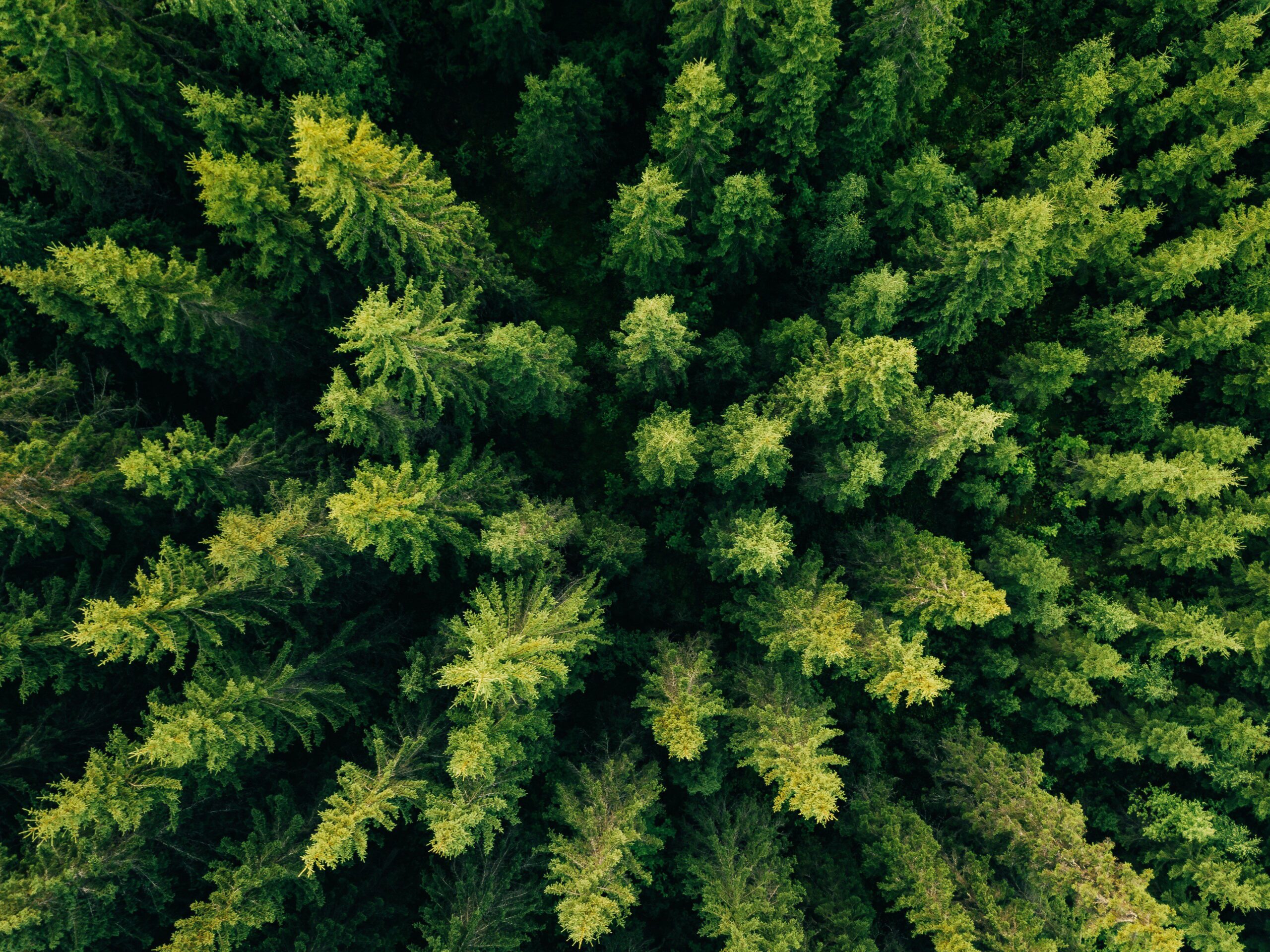 Aerial top view of summer green trees in forest in rural Finland. Drone photography