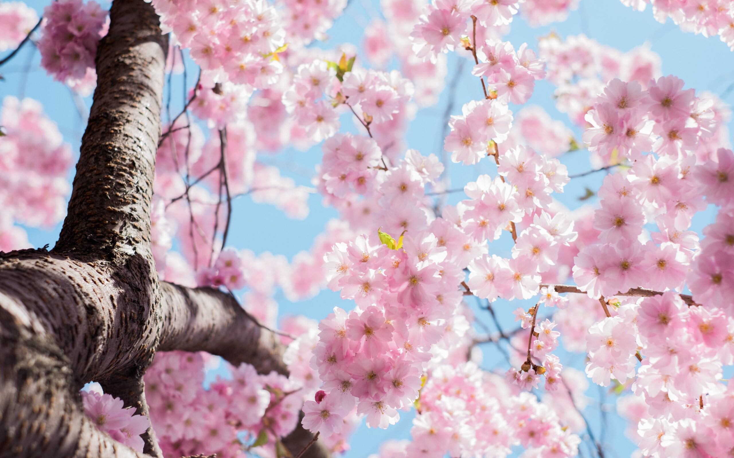 liver and gallbladder: spring flower blossoms on fruit tree