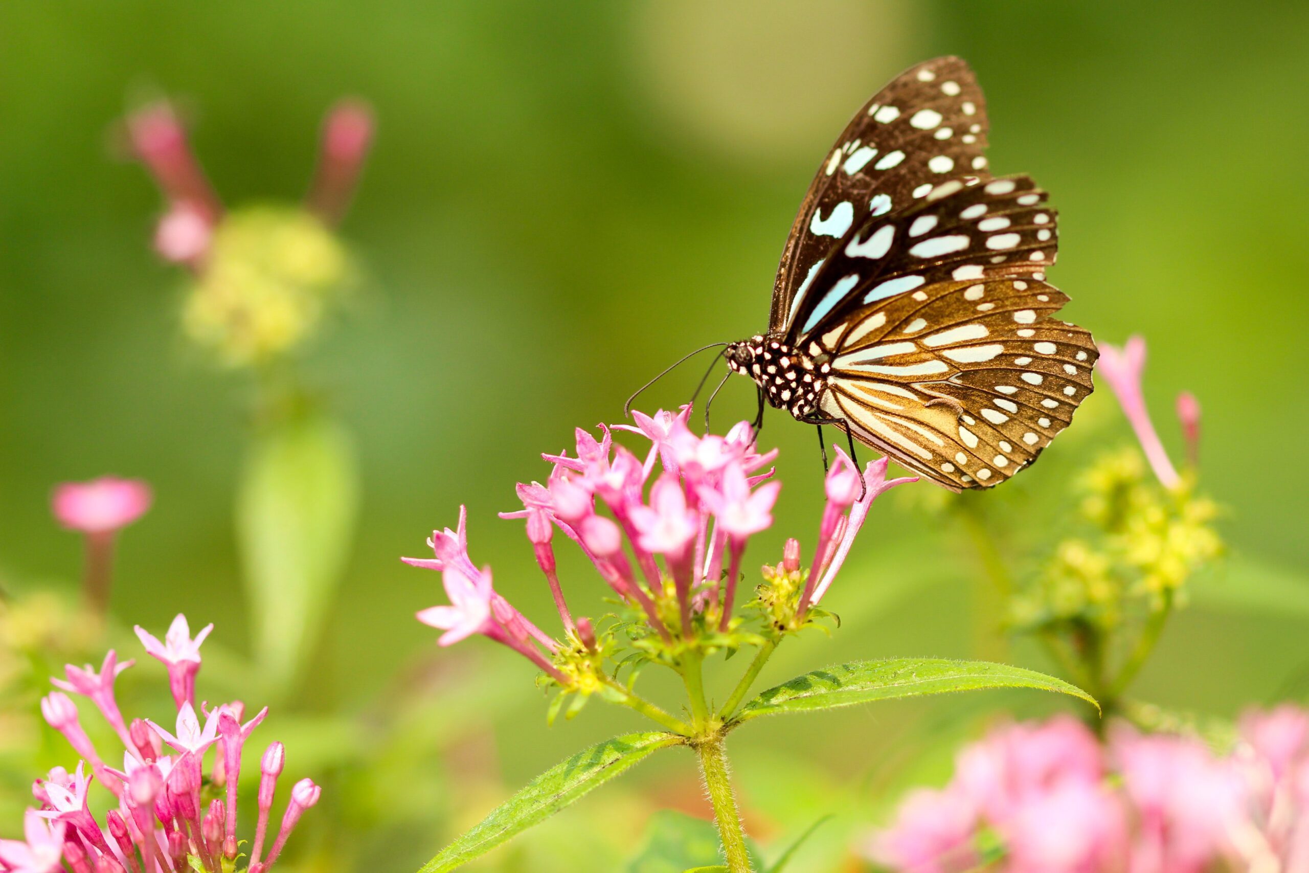 spring time: butterfly resting on pink flowers