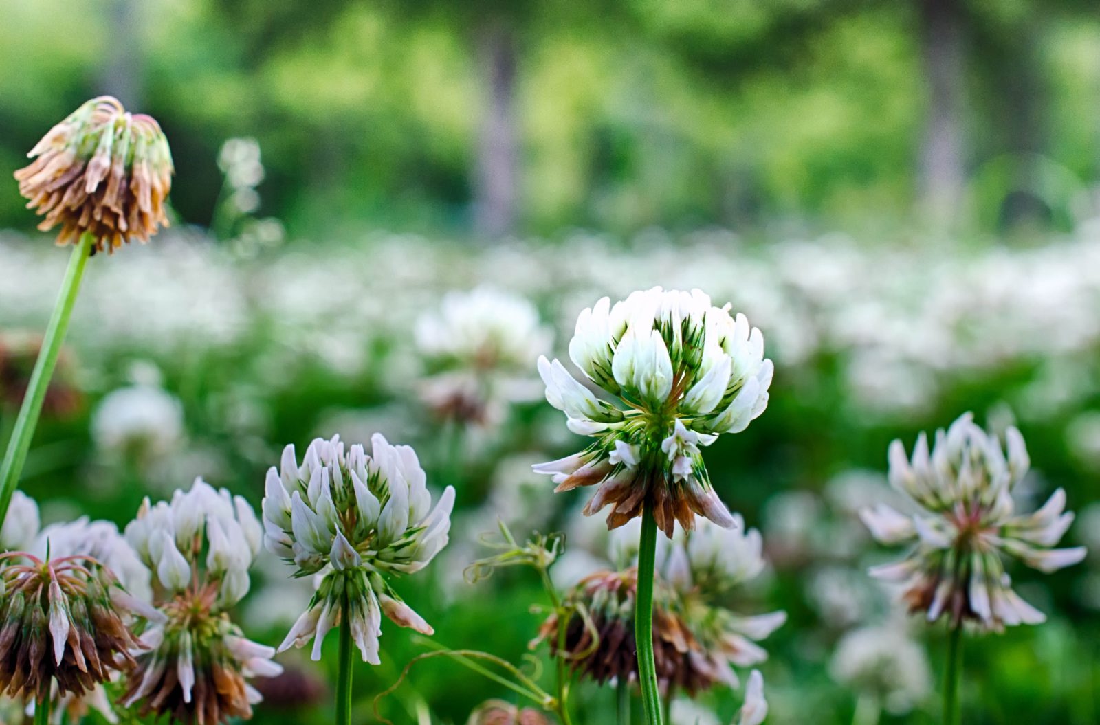 Spring Flowers