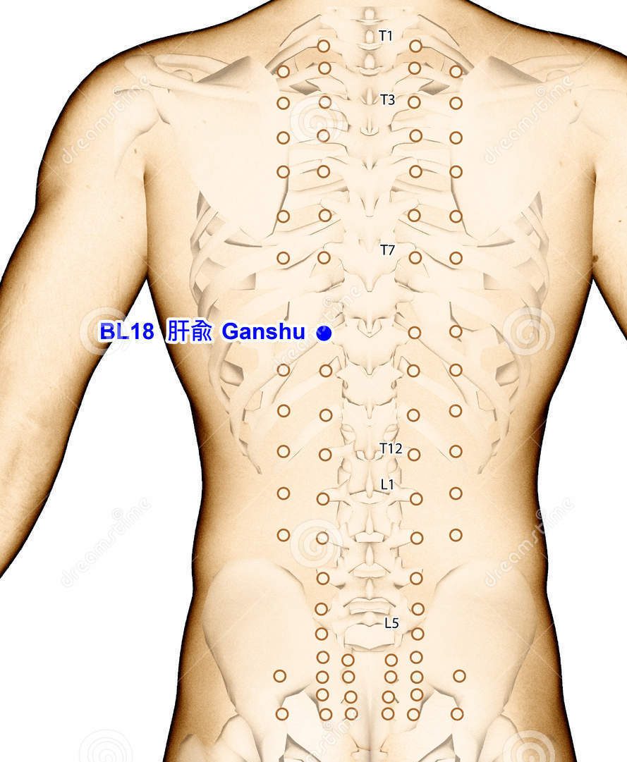 Acupuncture Point BL18 Ganshu