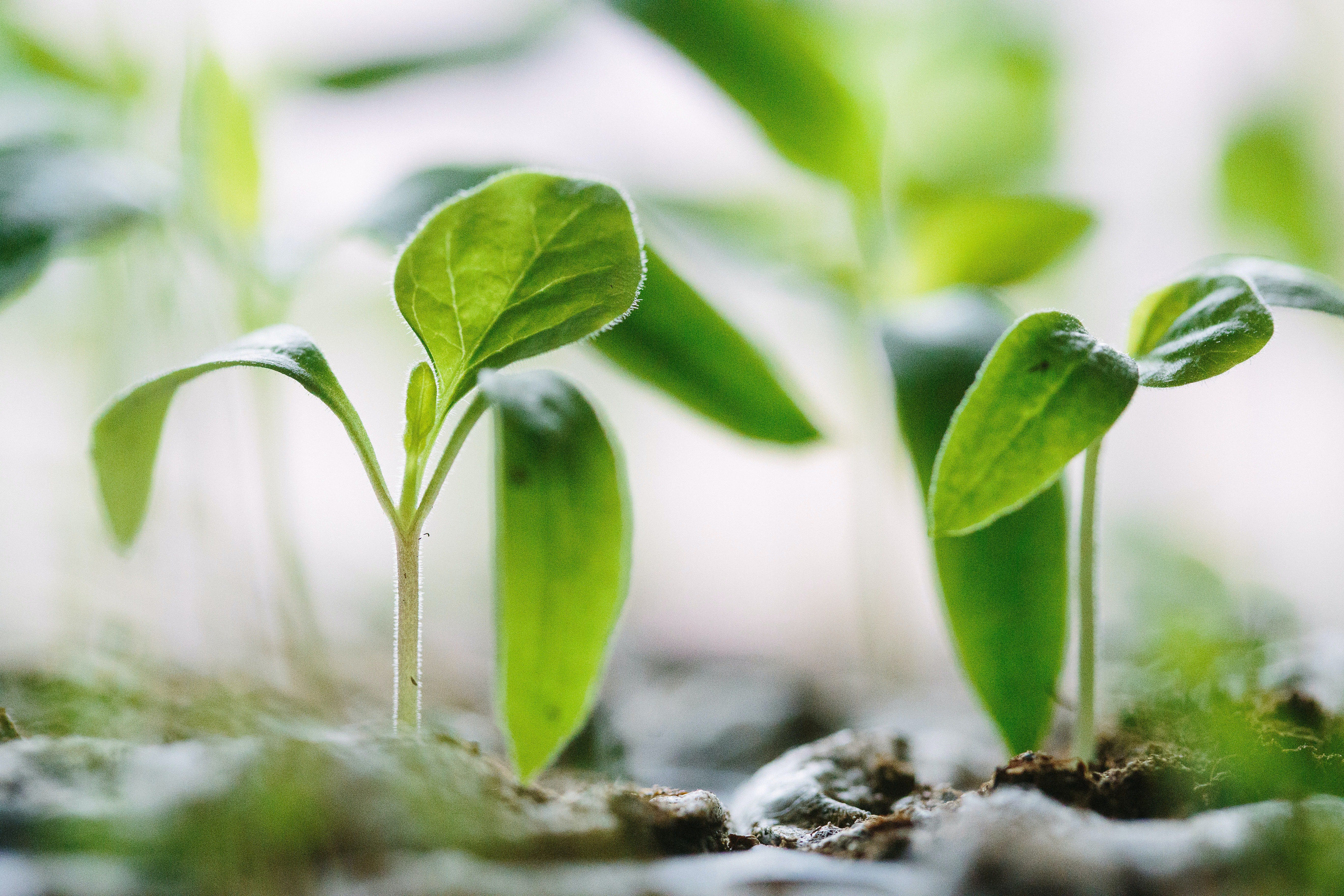 seedlings for detox