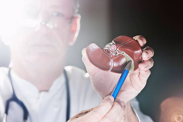 A medical practitioner pointing at a plastic model of a gall bladder with a pen