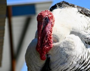 thanksgiving turkey