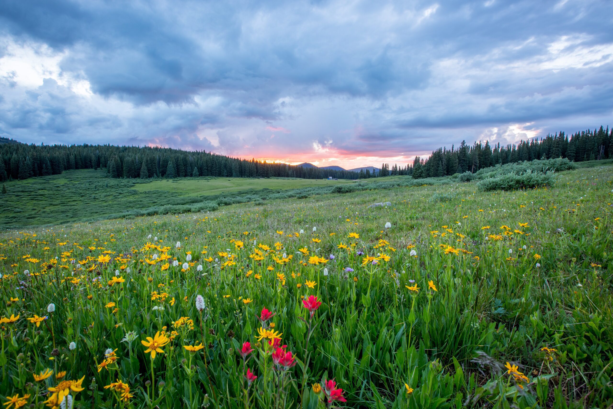 Wild flowers in a field