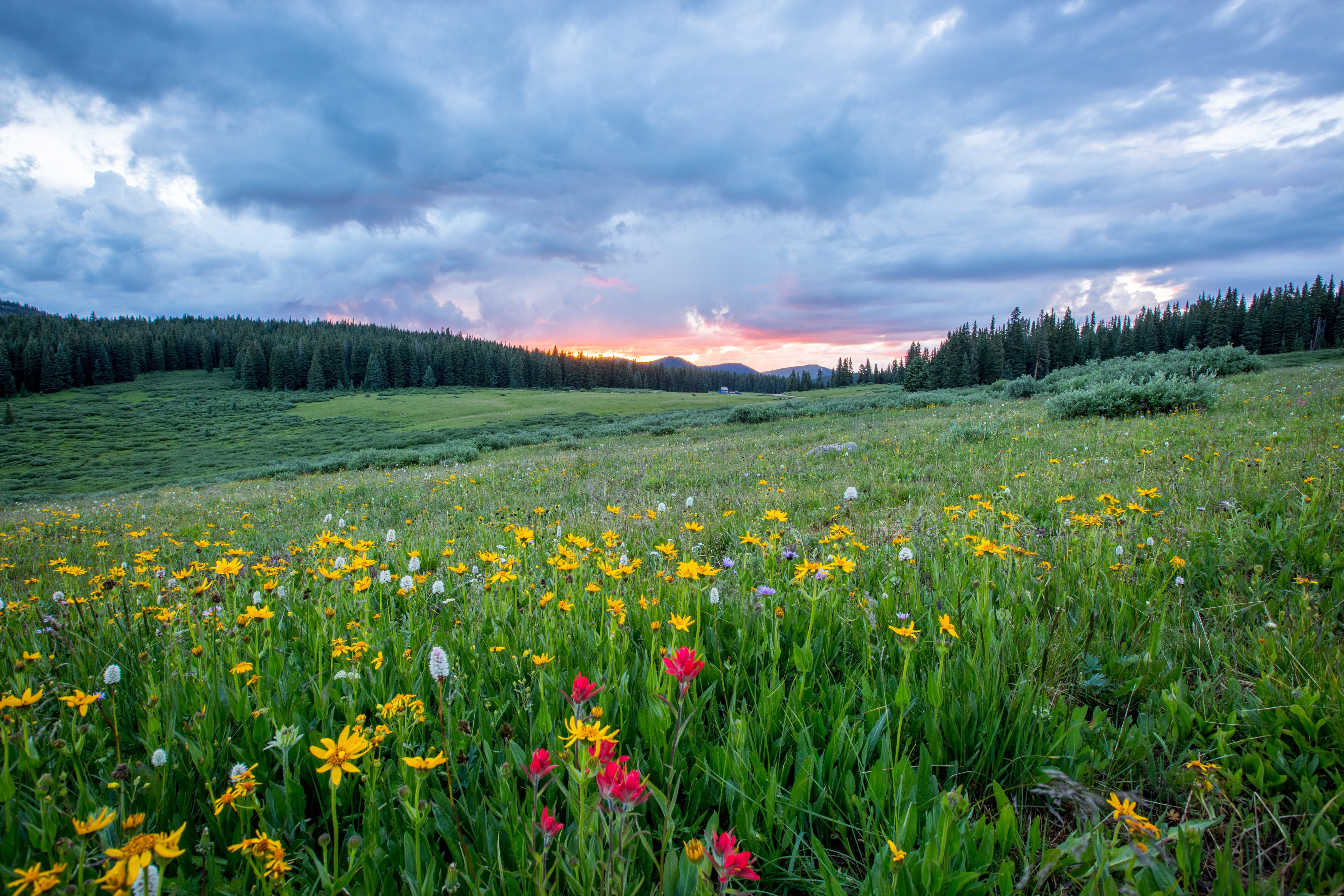 Wild flowers