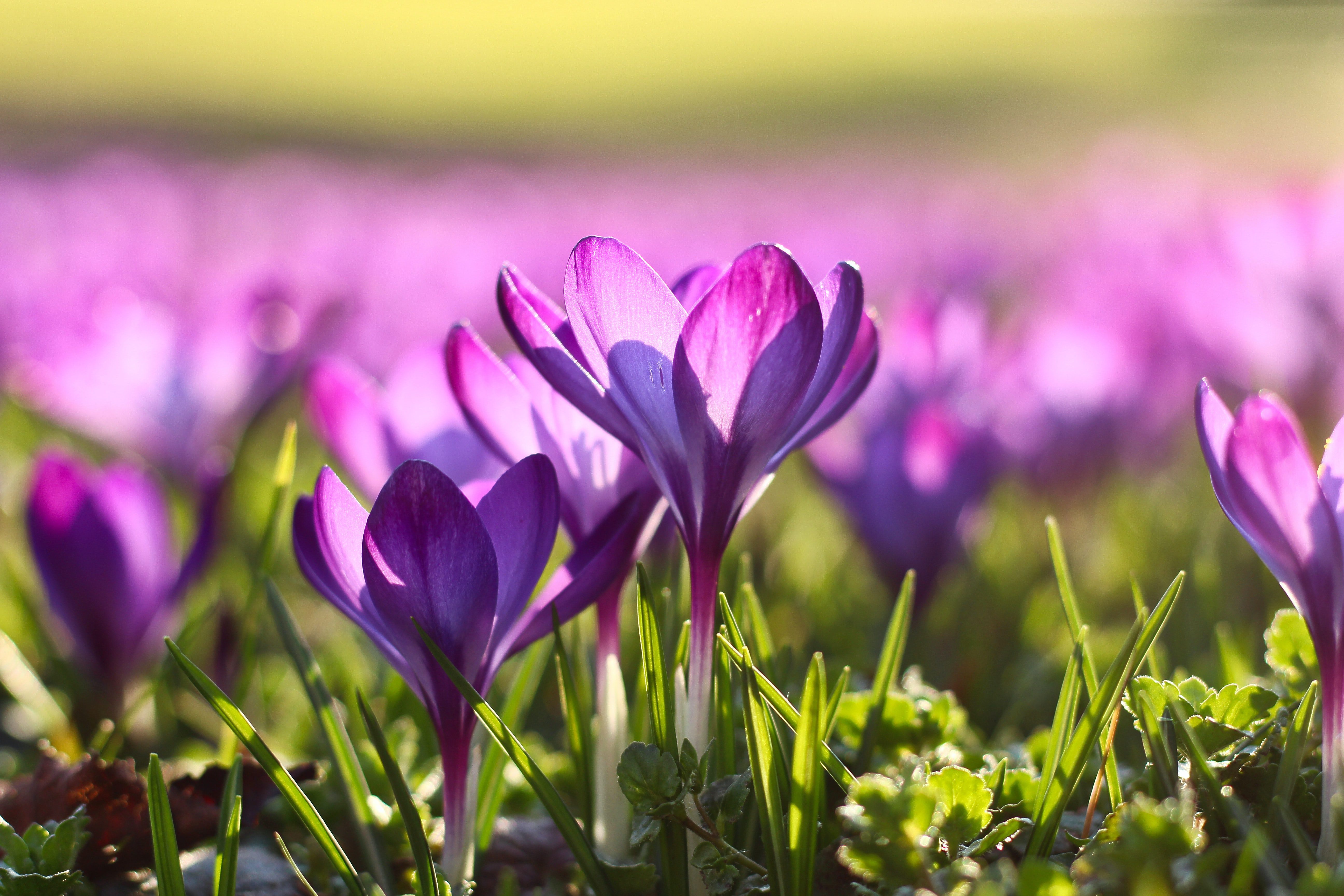 purple spring flowers blooming