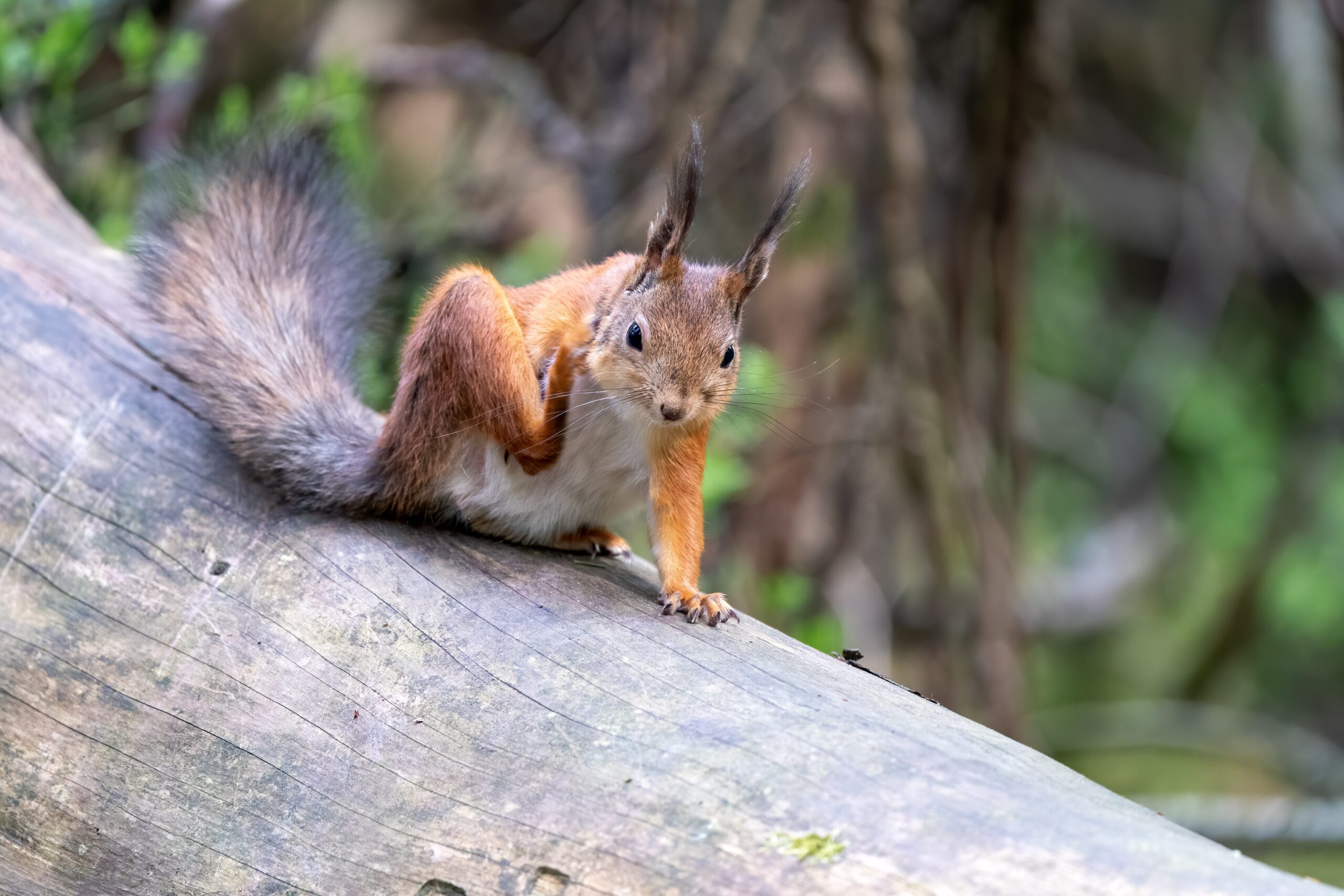Squirrel on log scratching