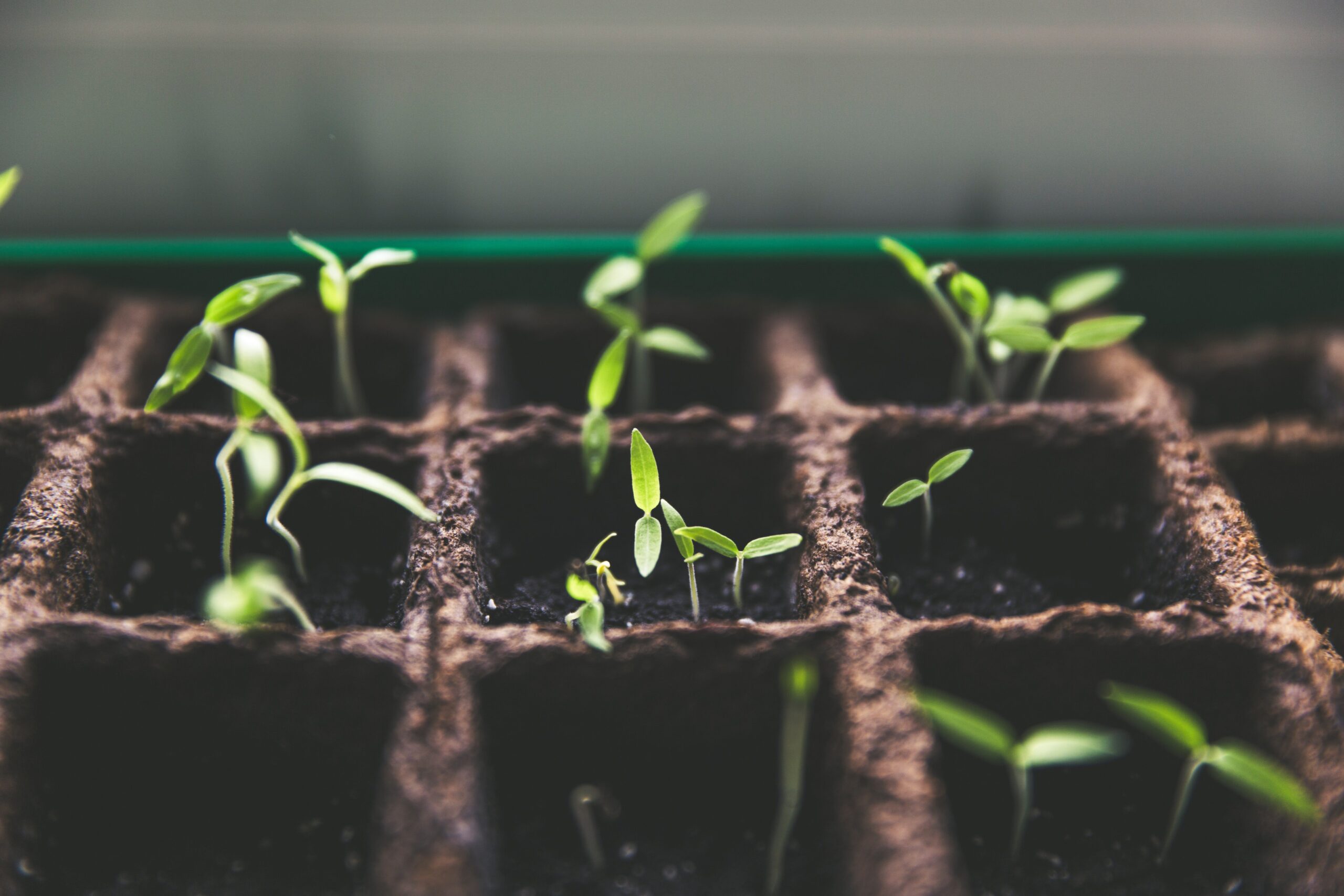 seedlings to plant in a garden