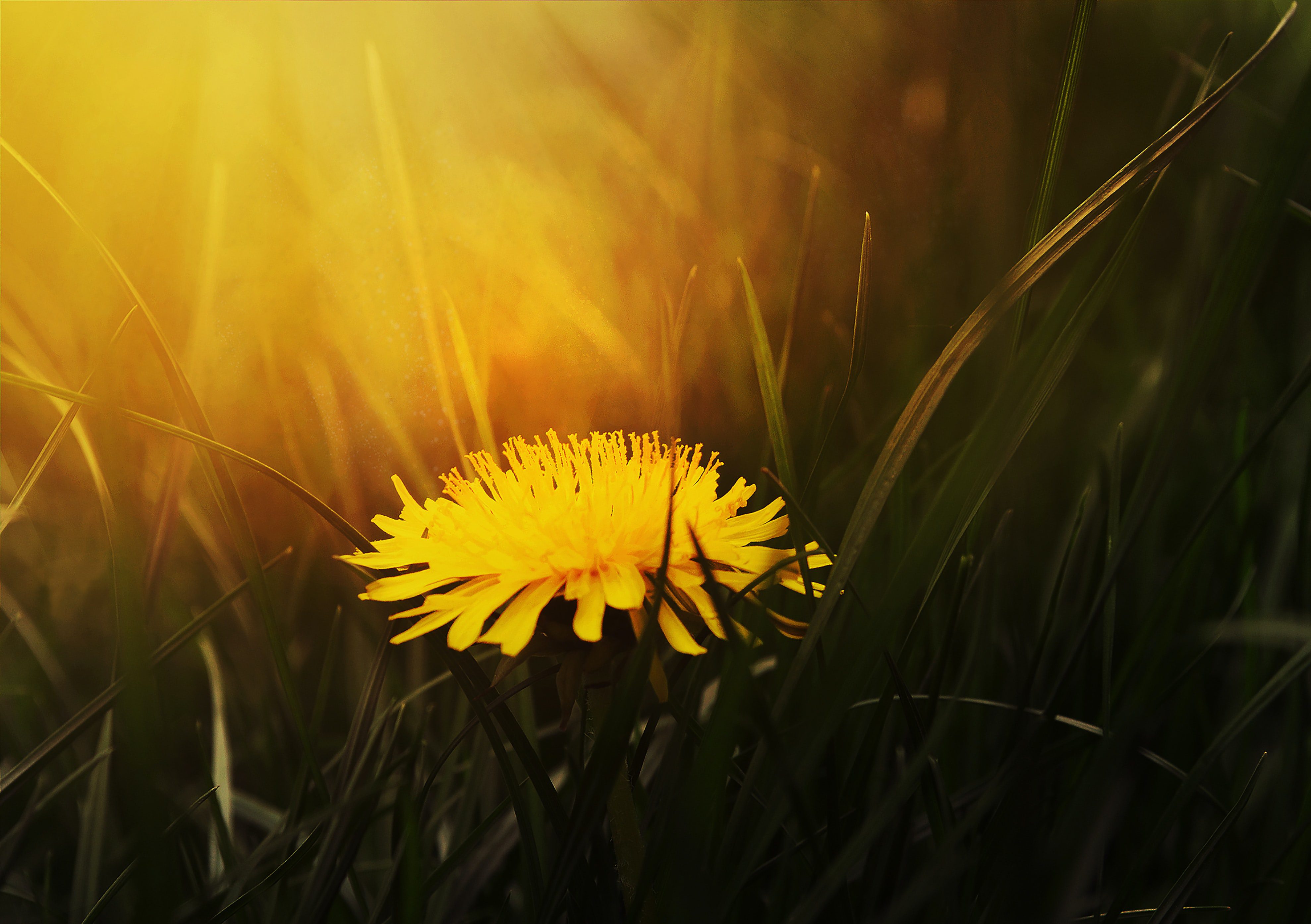 dandelion