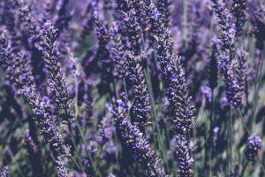 lavender field