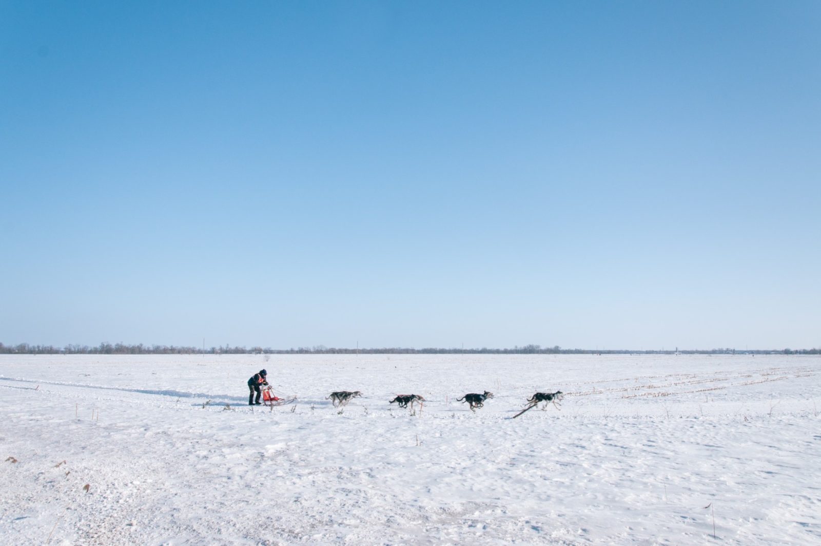 Sled Dogs