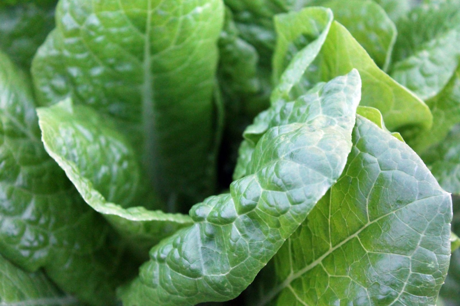 Lettuce