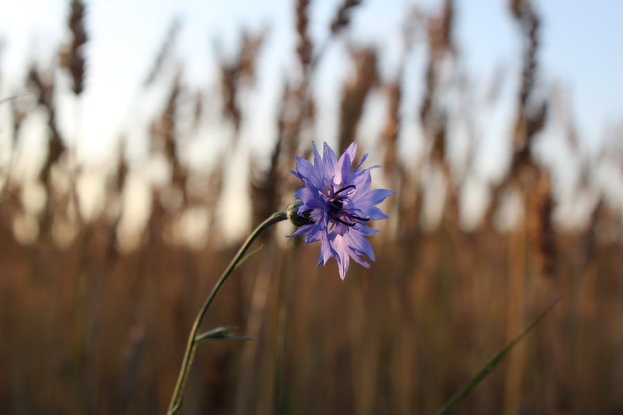 Summer Flower