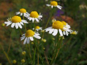 herbs for insomnia