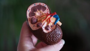 Brown, plastic model of kidney. How Can Ears Aid Our Well-Being?