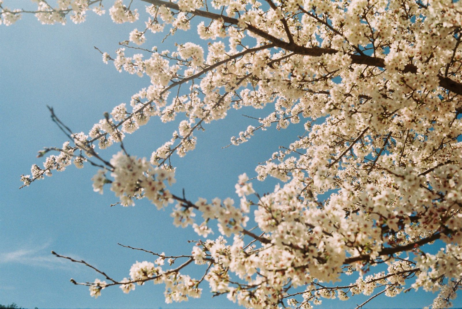 spring natural health