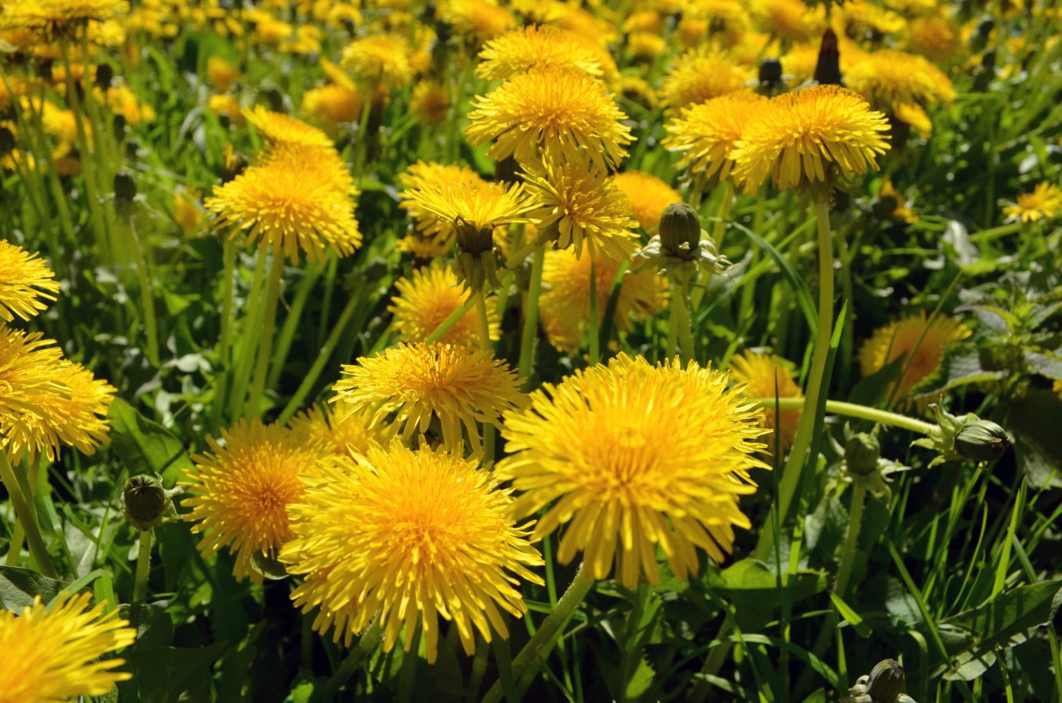 Dandelion How To Eat and Prepare For Health Integrative Acupuncture